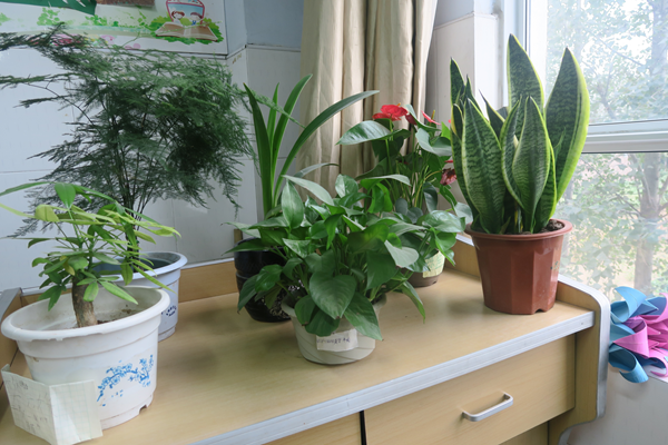 我为教室增添一抹"绿"同学自己动手养护绿色小植物