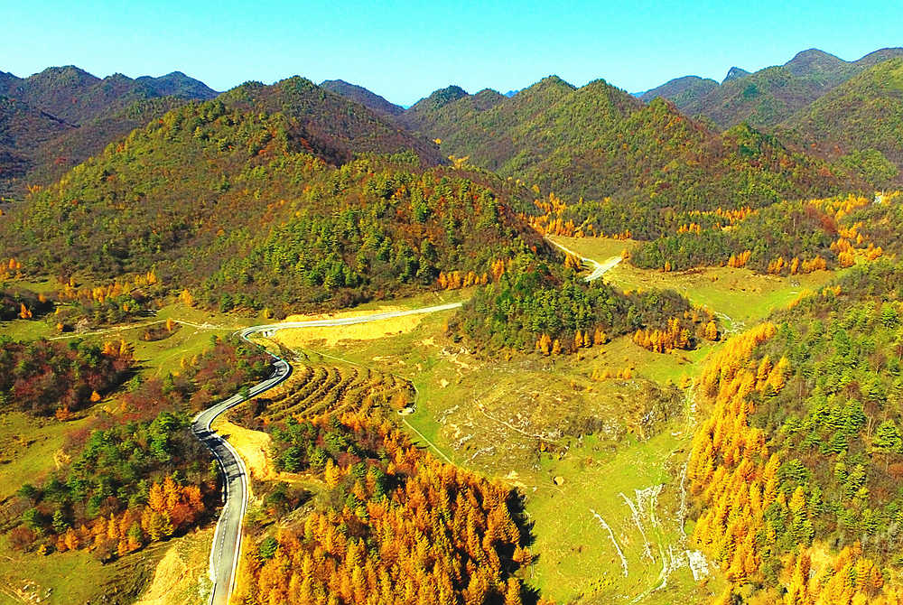 航拍红池坝落叶松 蔓延在冬季的"童话"