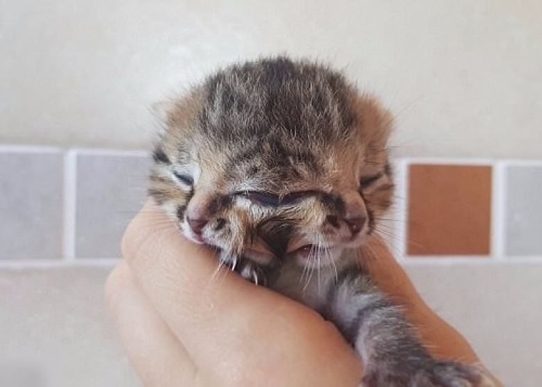 南非现三眼两面猫_资讯频道_凤凰网