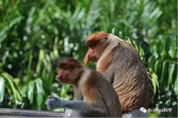 动物的趣闻趣事有哪些 各种动物的奇闻趣事(2)