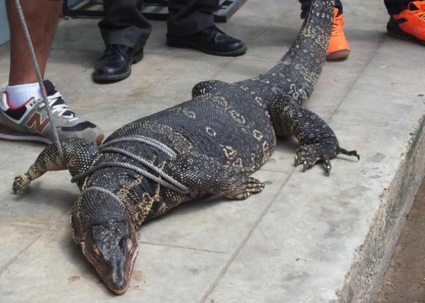 泰国3米巨蜥闯民宅