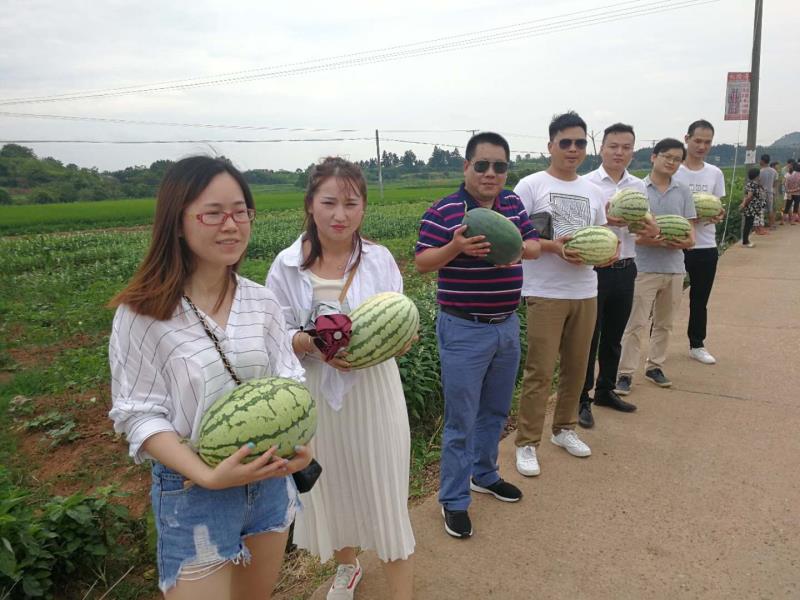 衡陽縣三湖鎮聯洋村駐村扶貧隊助力瓜農銷售西瓜近萬斤