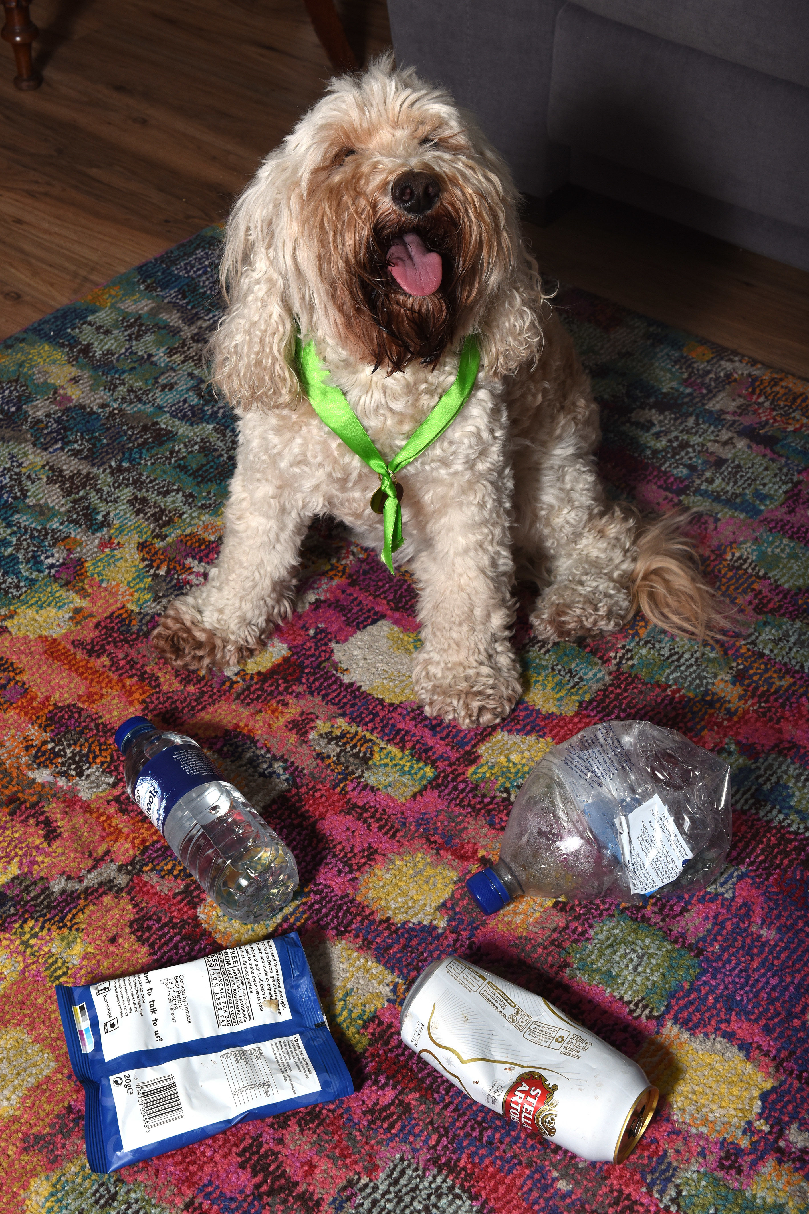 狗狗8年捡了5000件垃圾 获得市长亲自颁奖