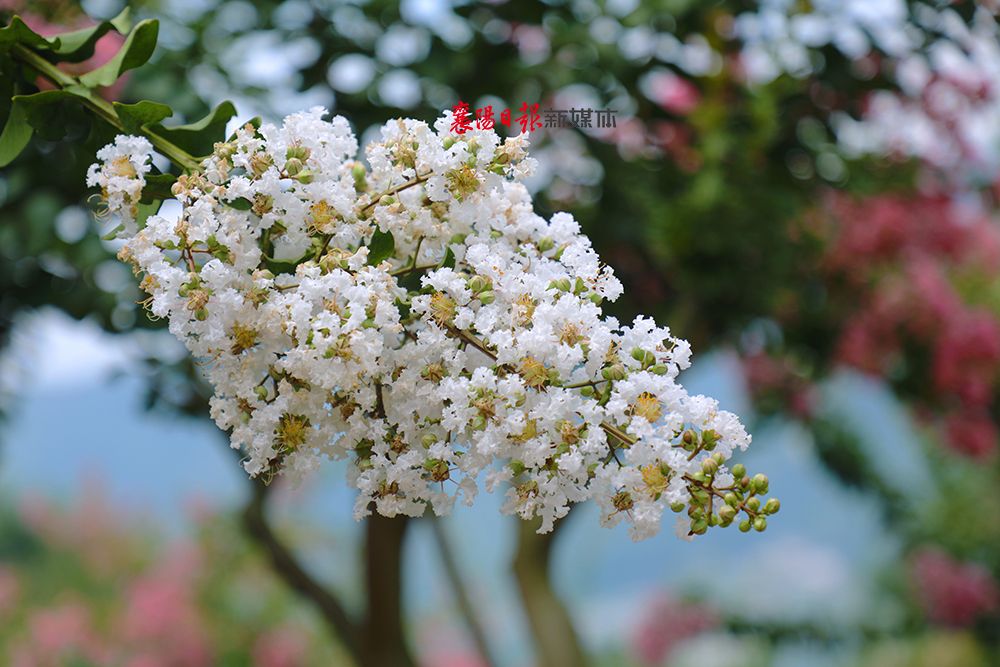 保康紫薇林花海 盛夏靓丽多姿彩