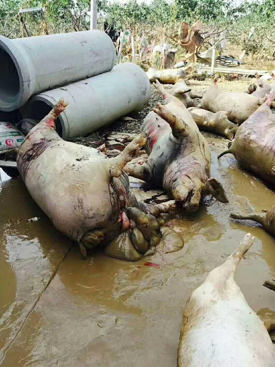 山东寿光遭水灾