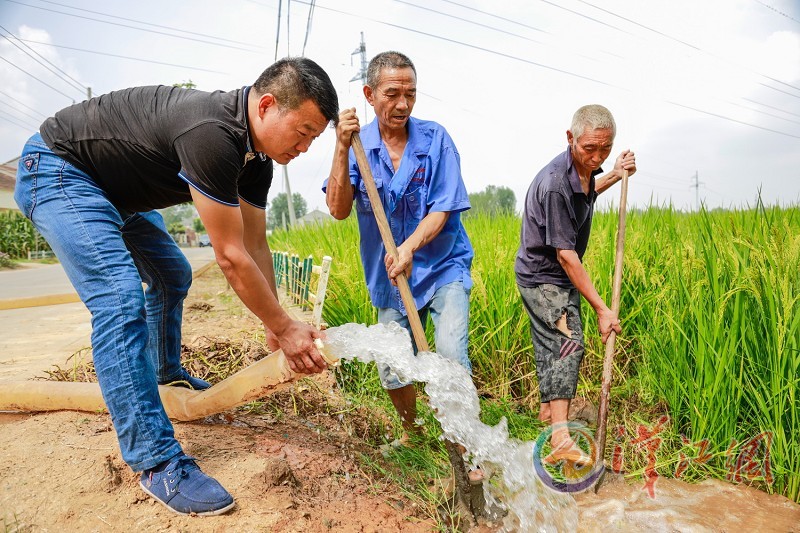 樊城区太平店镇王堤村利用机井抽水抗旱保丰收