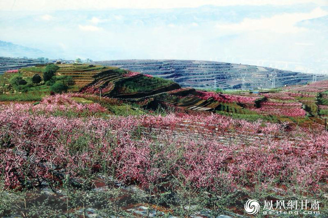 甘肃秦安推优质果源私人订制引奥运冠军下单认购