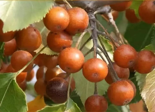 糖粒子树果子图片
