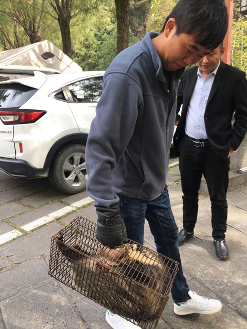 洛陽白雲山截獲放生一隻少年閏土中出現過的野生動物獾豬