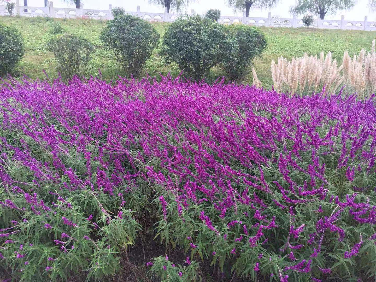 美丽中国网络媒体生态行汉中这片网红芦苇地惊艳全国背后有啥故事