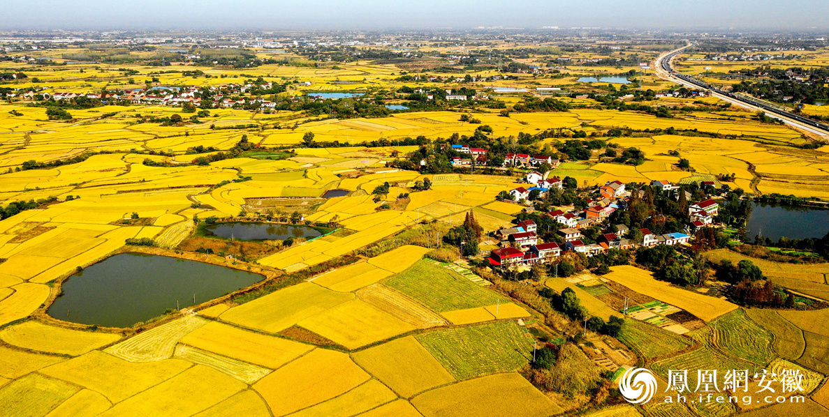安徽庐江:处处丰收呈美景 万顷良田泛金波