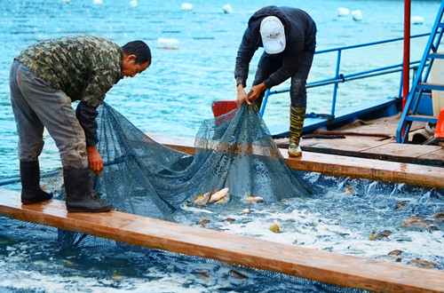 鑫隆渔场妙用益生菌养出优质大黄鱼养殖有保障