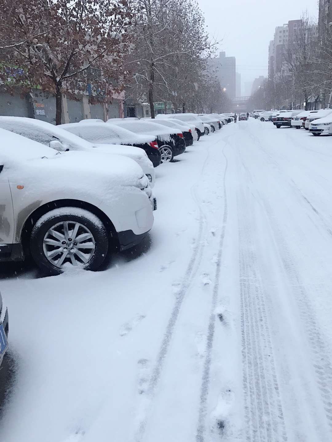 郑州终终终于下雪啦地上全白那种