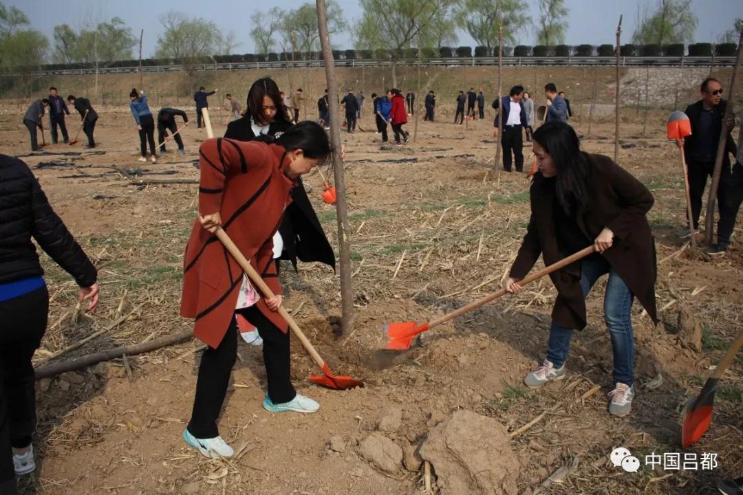 春回大地種樹忙菏澤市呂陵鎮開展植樹活動