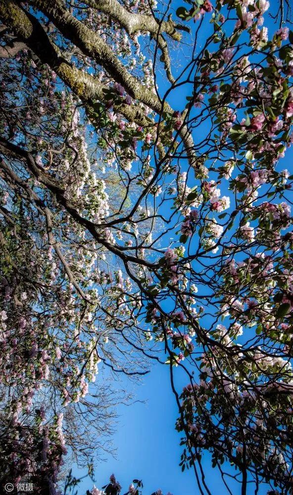 河南灵宝高山杜鹃满布中原第一巅