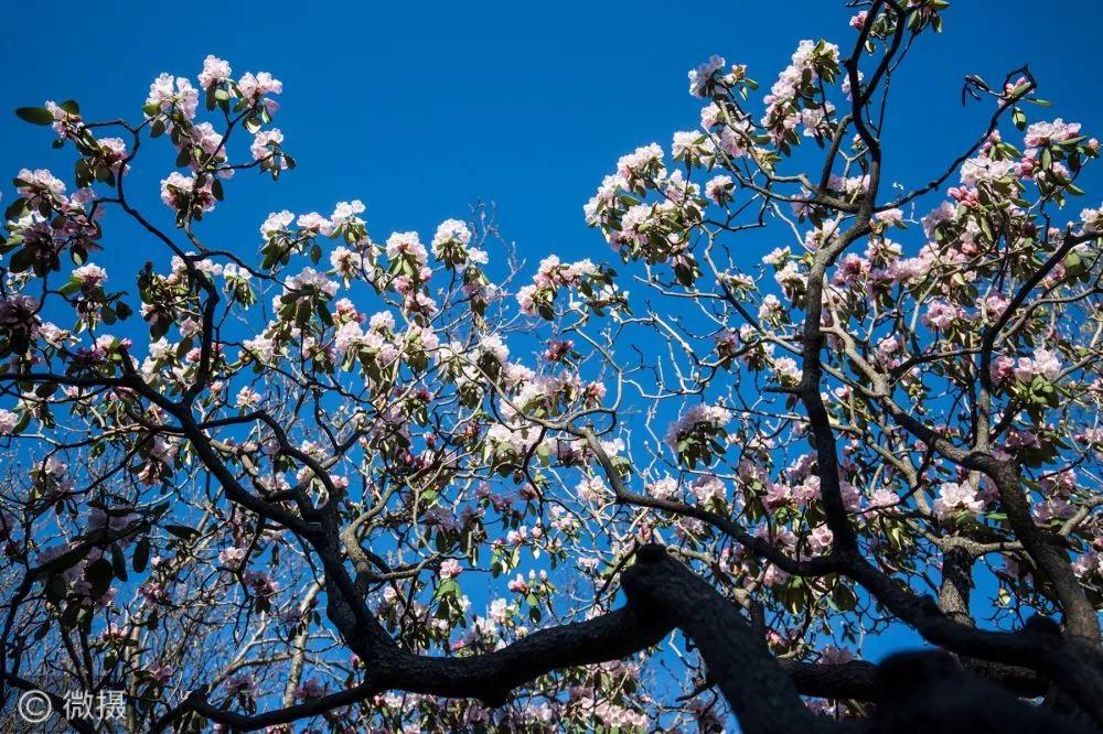 河南灵宝高山杜鹃满布中原第一巅