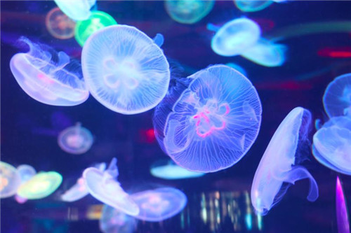 合肥海洋世界六一儿童节探秘水母宝宝成长记