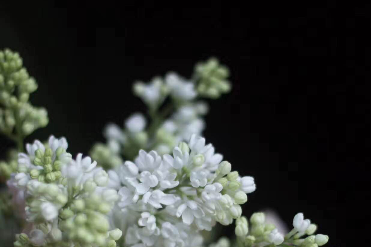 浪漫女人必赴的约