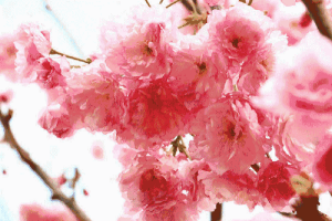 玛莎拉蒂致最美的女