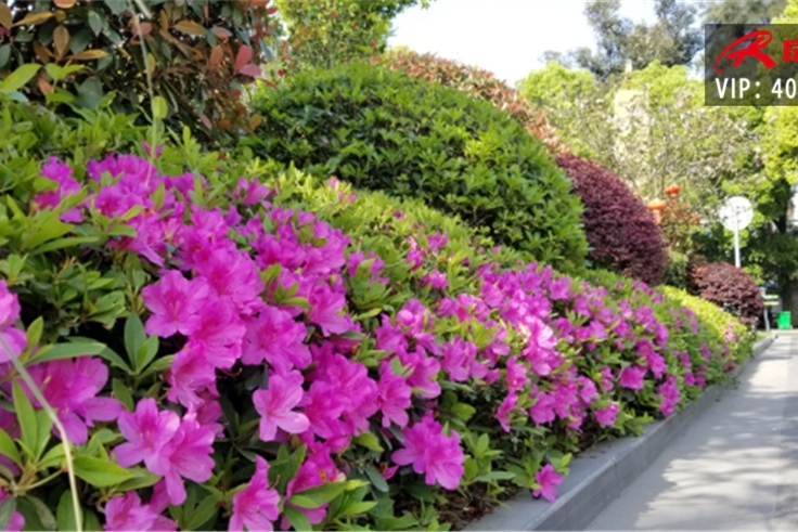 客户全款斯宾特豪气