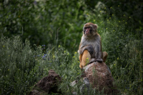 探索最美的人间四月