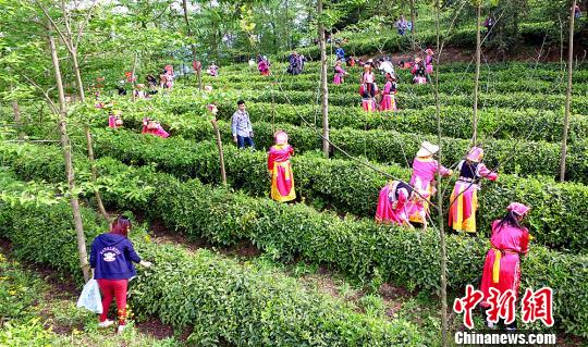 四川北川羌茶节纯香羌茶诱游人