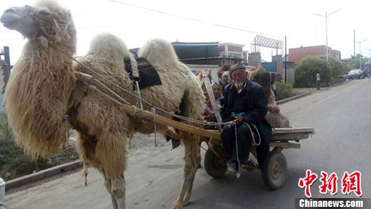 图为赶着骆驼车的当地民众. 朱景朝 摄