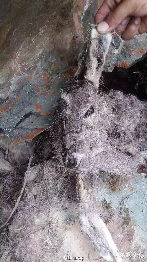 居民巡山时,在当地的山上发现了很多林麝的尸体(当地人俗称为"獐子")