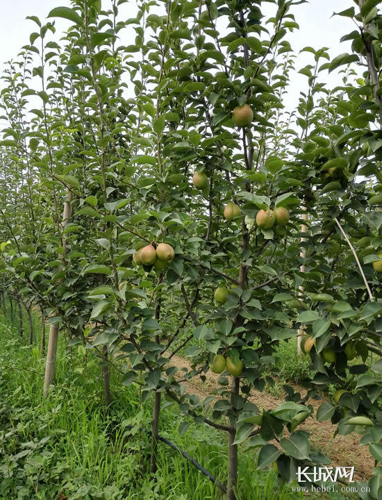 国苈果园的1200亩梨树经过两年的育苗生长已经达到结果期