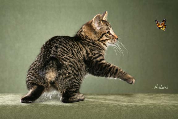 释新闻|短尾猫从哪来?最新研究发现影响猫尾长度的另一基因_凤凰网资讯_凤凰网