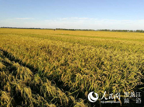 肇源县有机水稻种植基地.牟海微 摄