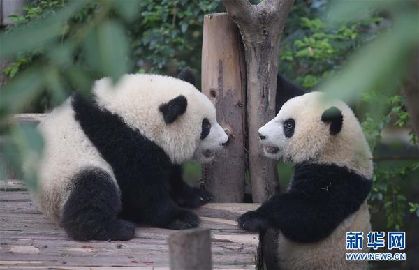 大熊猫成绩图片