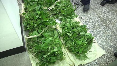 窃贼剪下的荖叶苗,价值约3万台币.台湾《联合报》记者潘俊伟/翻摄