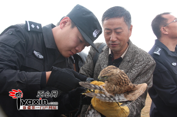 五只国家二级保护动物苍鹰成功"放生"喀拉峻景区