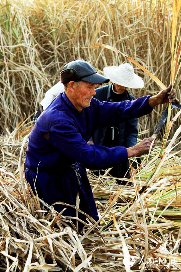 高清图:古法熬制网络销售 景德镇茅蔗糖成富民产业