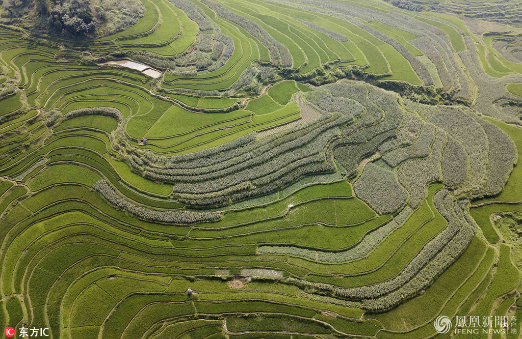 空中俯瞰夏日梯田