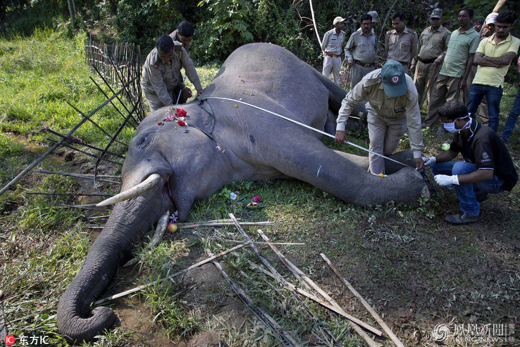 野生大象中毒身亡 象牙被当场割下