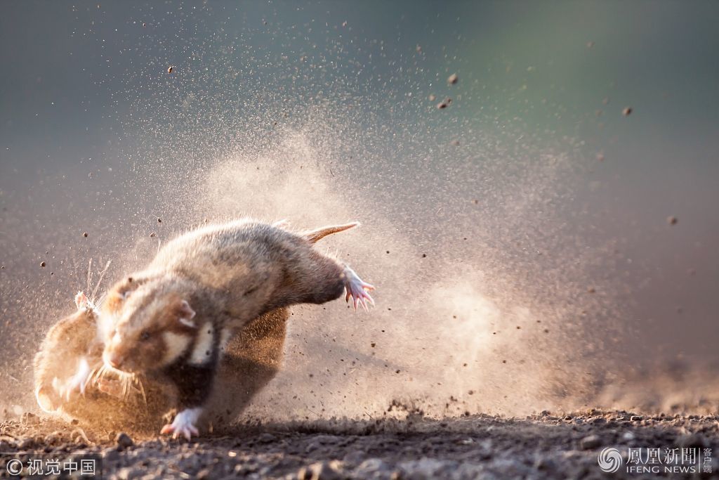 两只"功夫仓鼠"决斗 尘土飞扬似动作大片