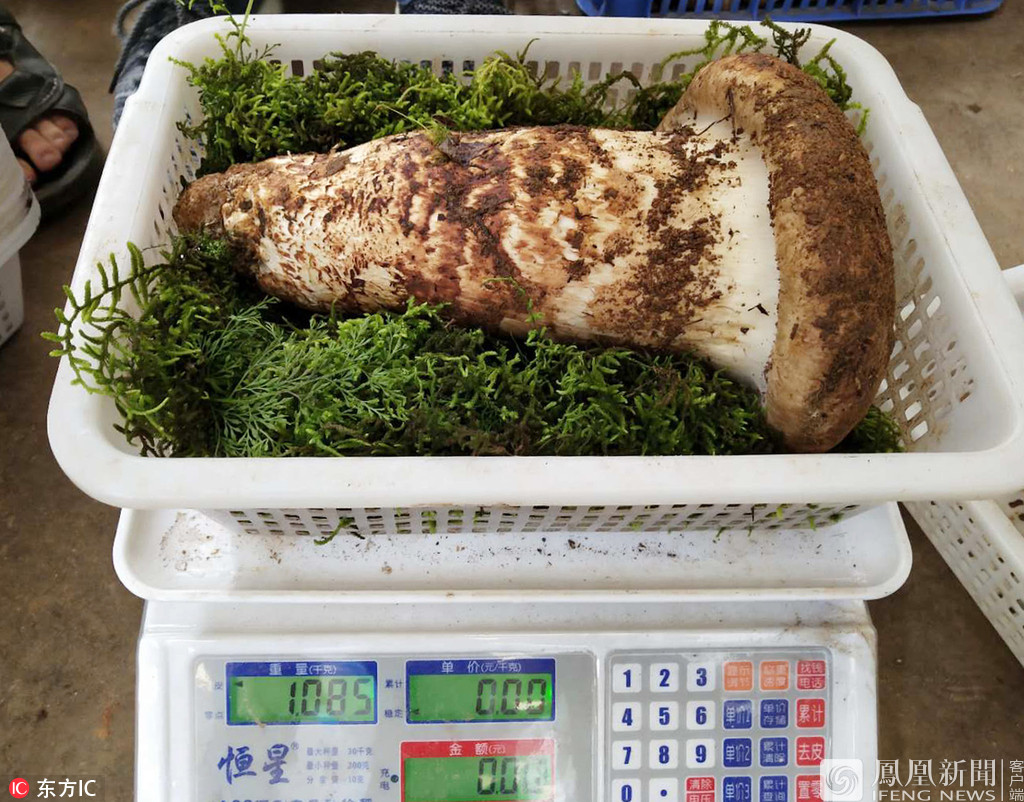 云南松茸王1公斤12万元