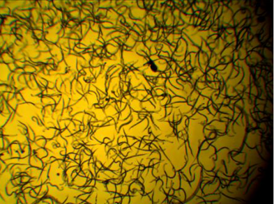 柑橘根结线虫用什么药_河南美盛农业线必治