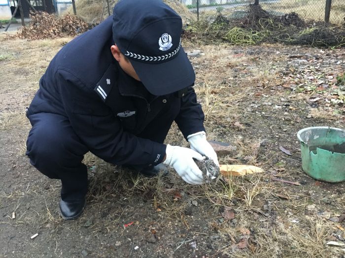 歙县森林公安成功救助一只国家二级保护野生动物