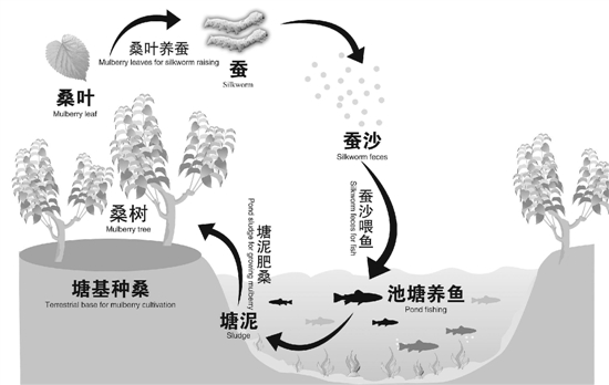 稻鱼共生系统设计图图片
