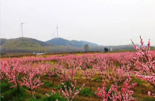 大墅龙山第三届桃花节"妖"你来"撩"