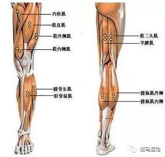 腿部筋位置图图片