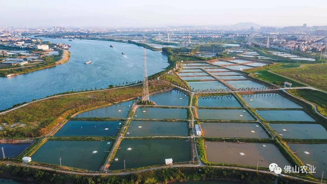 养殖面积和产量在全国村级名列首位产量占顺德一半,占广东33%,占全国