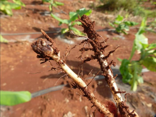 香蕉根线虫主要危害地下根部,根线虫用锋利的口针刺穿香蕉根部,造成