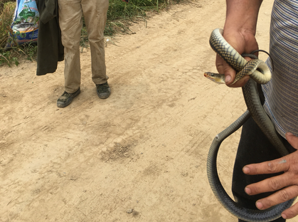 芜湖一市民田间做农活偶遇蛇出没