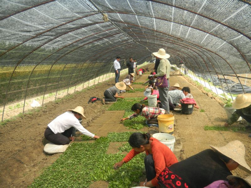 宿州埇桥区:关湖村"甜蜜的事业"甜到贫困群众心坎上