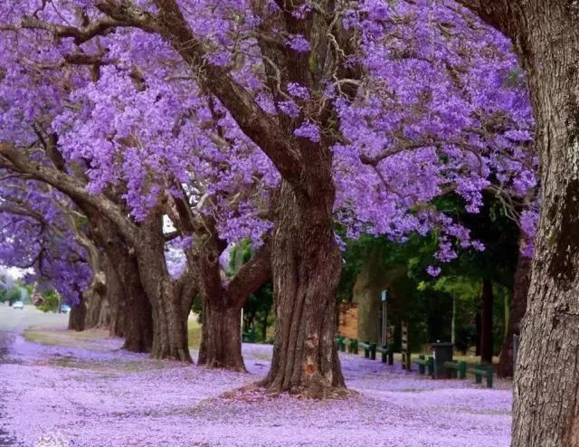 路边开紫色花的绿化树图片