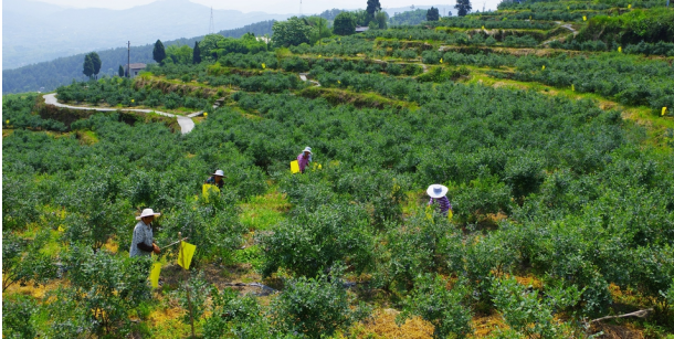 中国蓝莓酒之乡着力打造蓝莓红酒品牌凯缘春一马当先